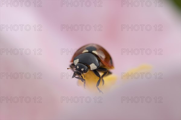 Seven-spot ladybird (Coccinella septempunctata) adult on a garden Camellia flower in spring,