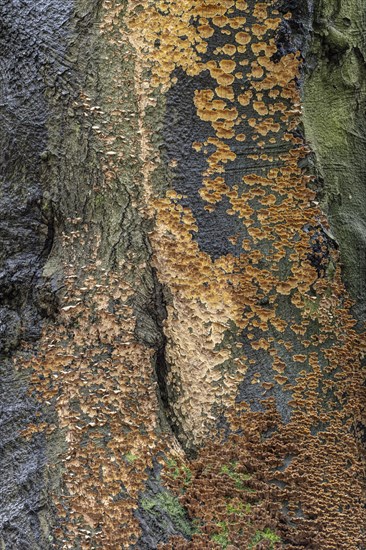 Bleeding oak crust (Stereum gausapatum), mass infestation on a copper beech (Fagus sylvatica),