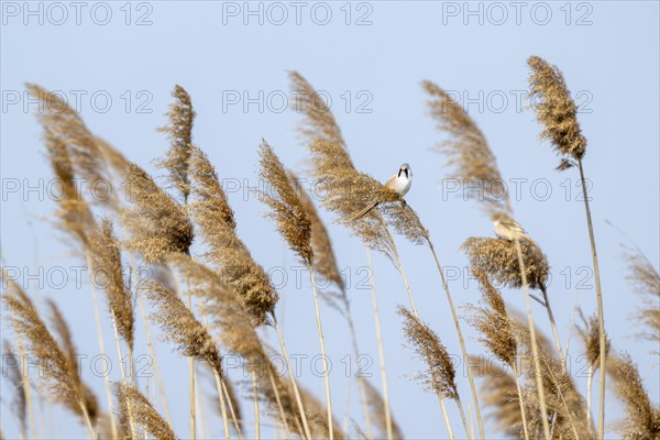 Bearded reedling (Panurus biarmicus), male, sitting in the reeds, Lake Neusiedl-Seewinkel National