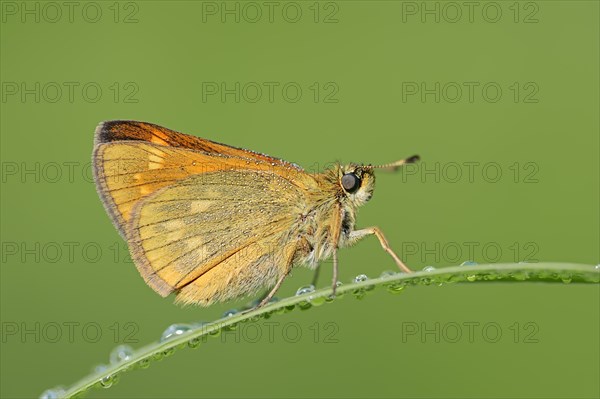 Rusty-coloured Fritillary (Ochlodes sylvanus, Augiades sylvanus), North Rhine-Westphalia, Germany,