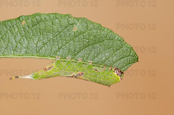 Sallow kitten moth (Furcula furcula), caterpillar feeding on a leaf, North Rhine-Westphalia,