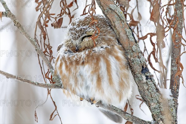 Northern saw-whet owl (Aegolius acadicus), perched on a tree after a snowfall, forest of