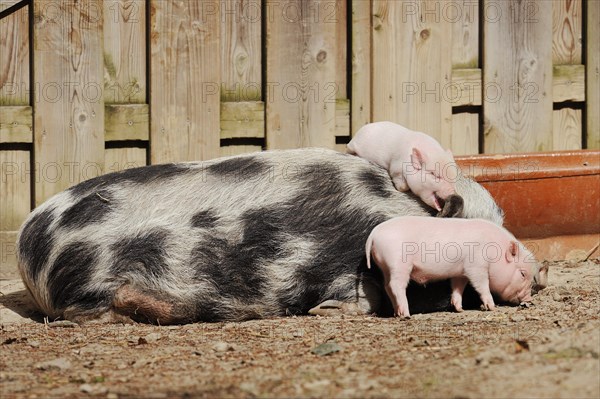Goettingen minipig (Sus scrofa f. domestica), sow and piglet, North Rhine-Westphalia, Germany,