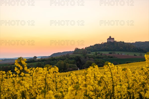 Landscape at sunrise. Beautiful morning landscape with fresh yellow rape fields in spring. Small