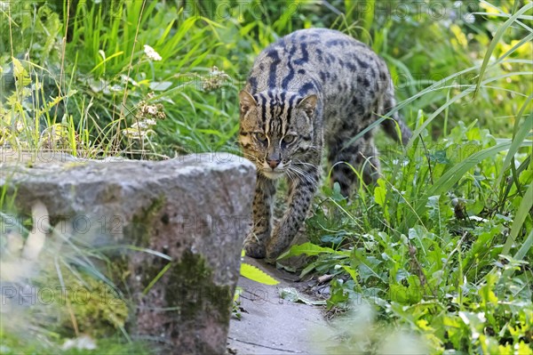 A fishing cat (Prionailurus viverrinus)
