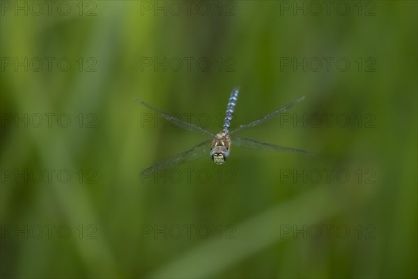 Migrant hawker dragonfly (Aeshna mixta) adult in flight in summer, Suffolk, England, United