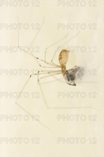 Long-legged cellar spider (Pholcus phalangioides) with prey, North Rhine-Westphalia, Germany,