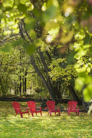 Four red Adirondack chairs on green grass lawn with fallen Fraxinus velutina, Velvet Ash tree