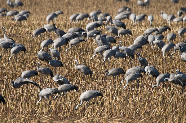 Cranes (grus grus) foraging in a harvested maize field, Hohendorf crane resting site on the Darss