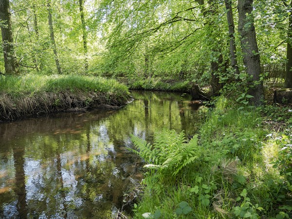 Stream and floodplain of the Dalke with alder forest in spring, Guetersloh, North Rhine-Westphalia,