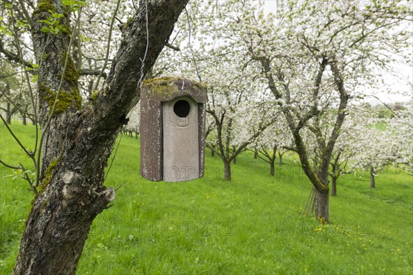 Nesting box for songbirds, meadow orchard, flowering apple trees, Baden, Wuerttemberg, Germany,
