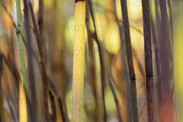 Reynoutria japonica (Fallopia japonica), autumnal plant stems illuminated by sunlight, Moselle,