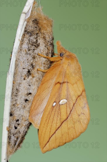 Drinker moth (Euthrix potatoria), freshly hatched butterfly on the cocoon, North Rhine-Westphalia,