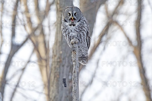 Great gray owl (strix nebulosa) perched on top of a dead tree and regurgitating a ball of hair and