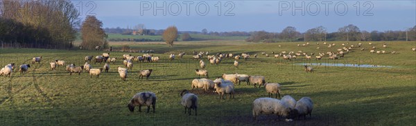 Black-headed domestic sheep (Ovis gmelini aries) on pasture, Mecklenburg-Western Pomerania,