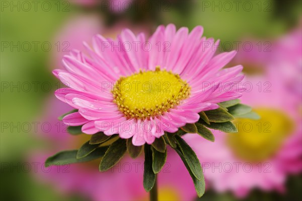 China aster (Callistephus chinensis), flower, ornamental plant, North Rhine-Westphalia, Germany,