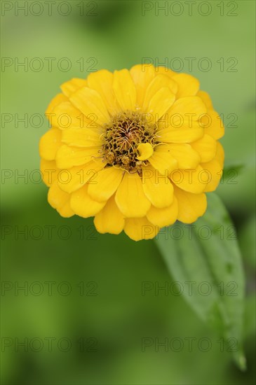 Zinnia (Zinnia elegans, Zinnia violacea), flower, ornamental plant, North Rhine-Westphalia,