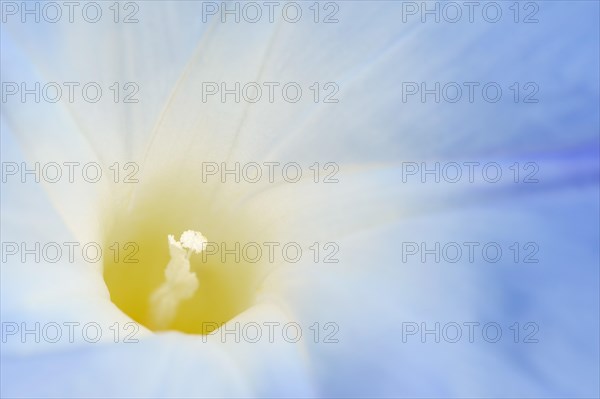 Three-colored morning glory (Ipomoea tricolor), detail of the flower, native to Mexico, ornamental