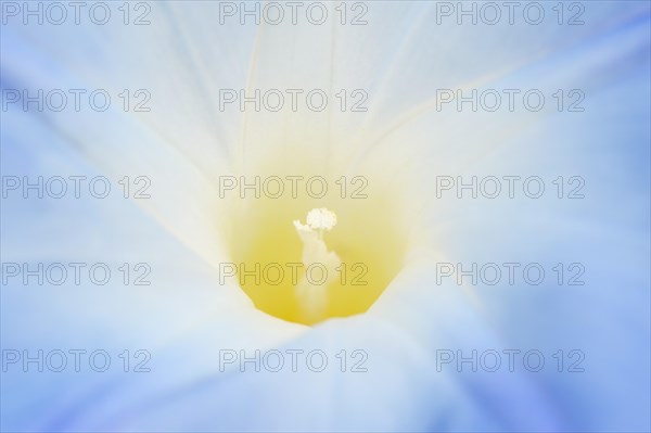 Three-colored morning glory (Ipomoea tricolor), detail of the flower, native to Mexico, ornamental
