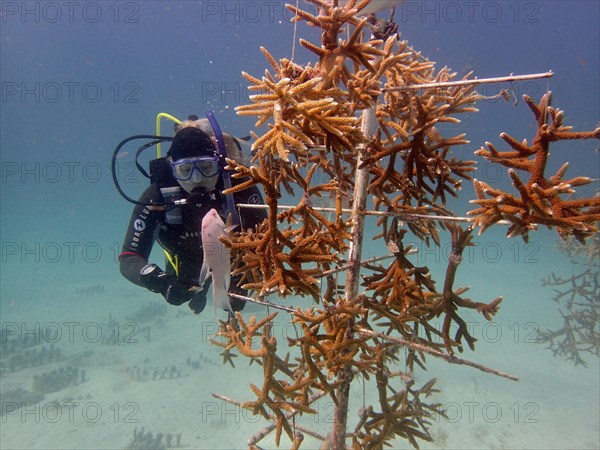 Coral farming. Magnificently grown specimens of staghorn coral (Acropora cervicornis) on the rack,
