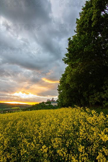 Landscape at sunrise. Beautiful morning landscape with fresh yellow rape fields in spring. Small