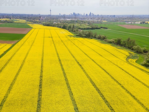 A rape field in the north-west of Frankfurt is in full bloom, while the silhouette of Frankfurt's