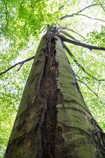 Deadwood structure Gully in deciduous forest, huge damage to standing tree trunk, important habitat