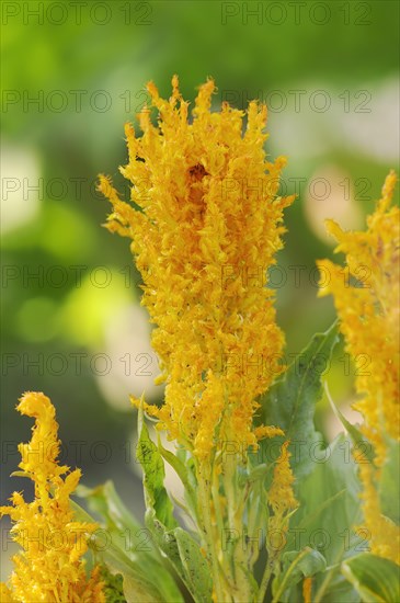 Plumose celosia (Celosia argentea var. plumosa), inflorescence, ornamental plant, North