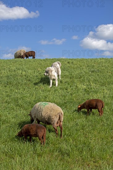Sheepdog guarding sheep, lambs, shepherd dog, Elbe dyke near Bleckede, Lower Saxony, Germany,