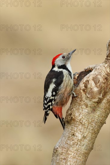 Middle spotted woodpecker (Dendrocopos medius) sitting at a water pot in a tree trunk, Animals,
