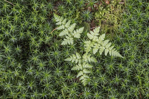 Lady fern (Athyrium filix-femina) in a moss cushion (Polytrichum commune), Emsland, Lower Saxony,