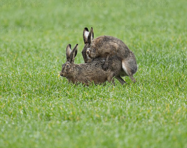 European hare (Lepus europaeus), mating, copula on a grain field, wildlife, Thuringia, Germany,