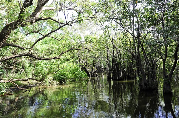 Ometepe Island, Nicaragua, Sunlight floods a tranquil section of mangrove forest by the river,