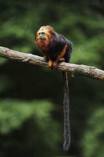 Golden-headed lion tamarin or golden-headed lion tamarin (Leontopithecus chrysomelas), captive,