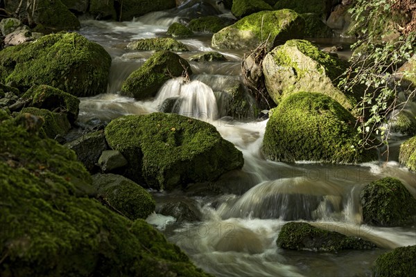 Mountain stream in the forest with mossy basalt rocks, blocks of basalt in the stream bed, Tertiary