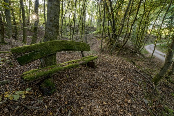 Weathered, rotten and mossy bench made of rough wooden planks, autumn leaves, sun star, forest
