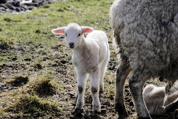 Sheep near Rantum, Sylt, Island, North Sea, Schleswig-Holstein, Curious lamb stands on a pasture