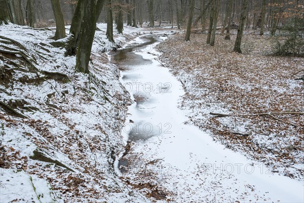 Handbach, tributary to the Rotbach, near-natural stream, beech forest, with ice and snow, between