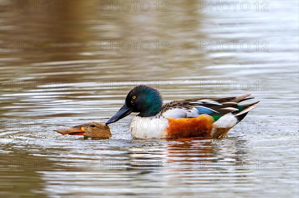 Northern shoveler (Spatula clypeata) male, drake mating with female in pond by forcing her