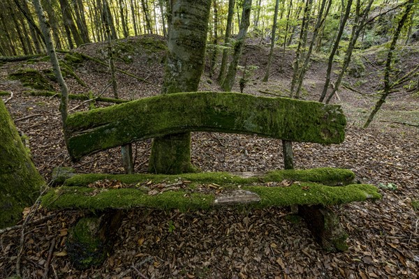Weathered, rotten and mossy bench made of rough wooden boards, autumn leaves, backlight, beech