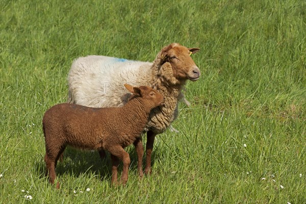 Ewe, lamb, brown, sheep, Elbe dike near Bleckede, Lower Saxony, Germany, Europe