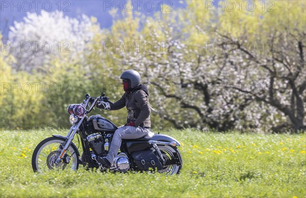 A motorbike rides through blossoming spring meadows, motorbike noise, Bissingen an der Teck,