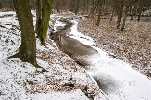 Rotbach, near-natural stream, beech forest, with ice and snow, between Bottrop and Oberhausen, Ruhr