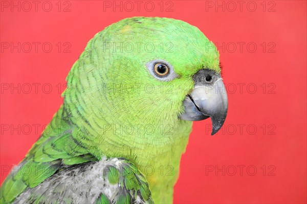 Ometepe Island, Nicaragua, A portrait of a green parrot (Ara ambigua), against a monochrome red