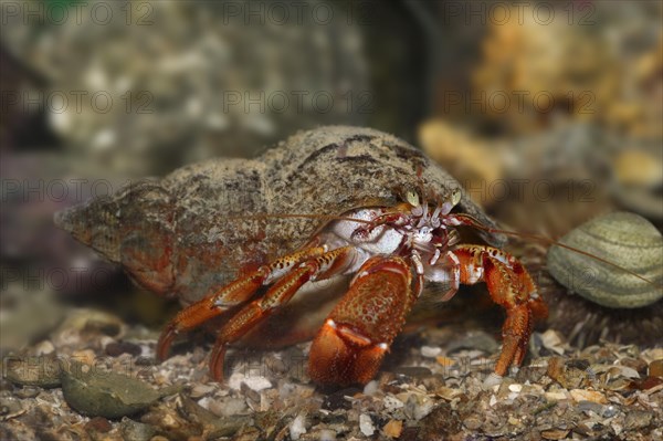 Common hermit crab (Pagurus bernhardus, Eupagurus bernhardus), underwater, captive, North