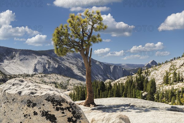 View from Olmsted Point to Half Dome, Yosemite National Park, California, United States, USA,
