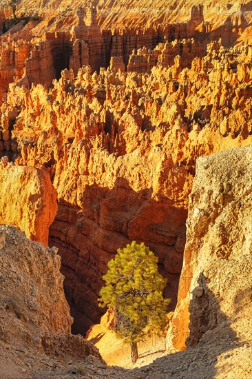 Bryce Amphitheatre at sunrise, Bryce Canyon National Park, Colorado Plateau, Utah, United States,
