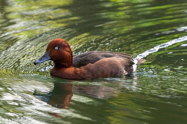 Ferruginous duck, ferruginous pochard, common white-eye, white-eyed pochard (Aythya nyroca) male