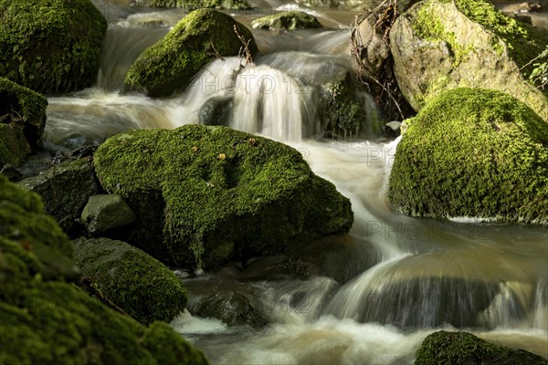 Mountain stream in the forest with mossy basalt rocks, blocks of basalt in the stream bed, Tertiary