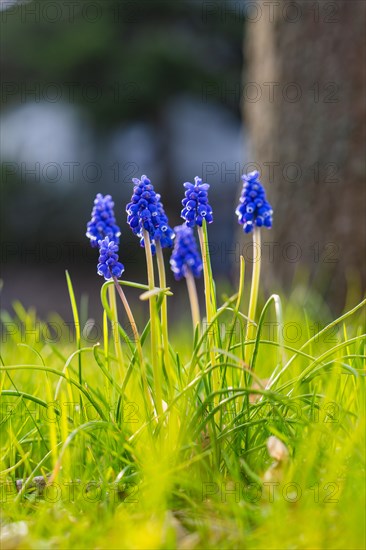 Macro photograph of grape hyacinths blooming in fresh spring grass, spring, Calw, Black Forest,